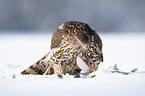 Goshawk in snow