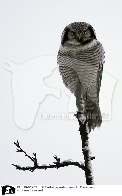 northern hawk owl / HB-01232