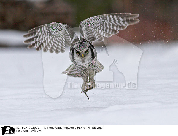 northern hawk owl / FLPA-02062