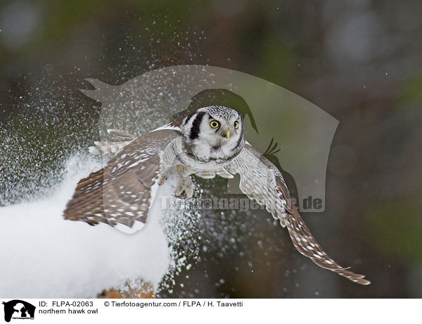 northern hawk owl / FLPA-02063