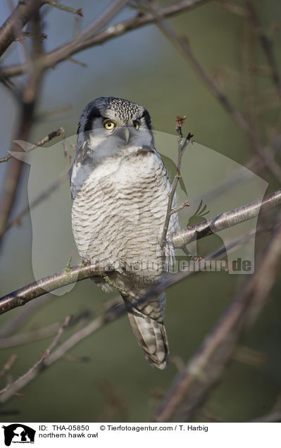 Sperbereule / northern hawk owl / THA-05850