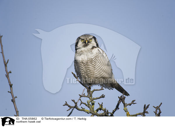 Sperbereule / northern hawk owl / THA-05862