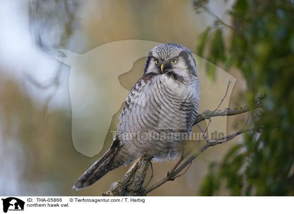 Sperbereule / northern hawk owl / THA-05866