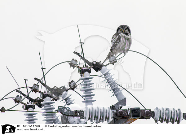 northern hawk owl / MBS-11760