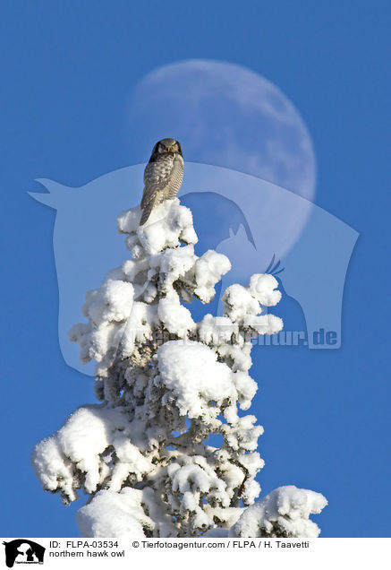 Sperbereule / northern hawk owl / FLPA-03534