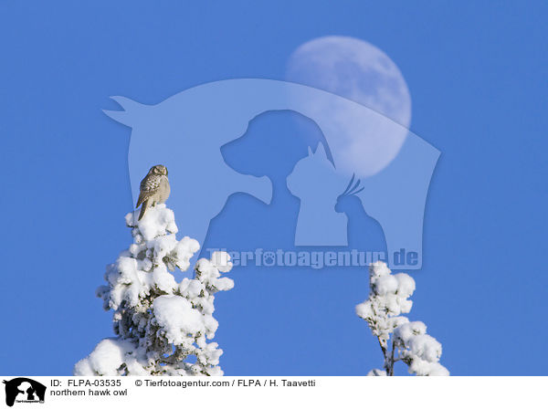 northern hawk owl / FLPA-03535