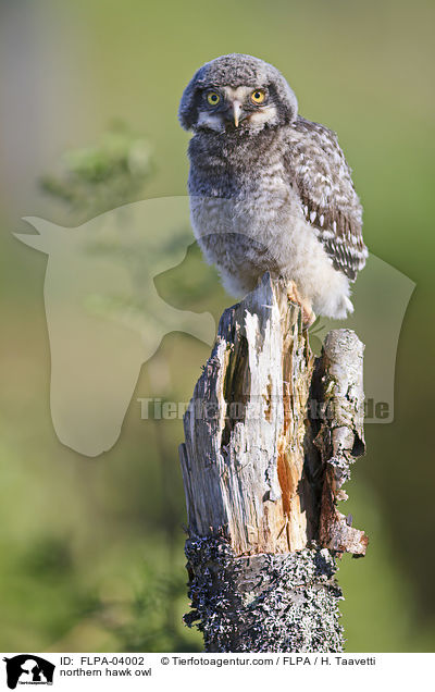 northern hawk owl / FLPA-04002