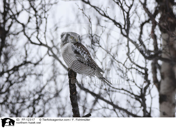 Sperbereule / northern hawk owl / FF-12317