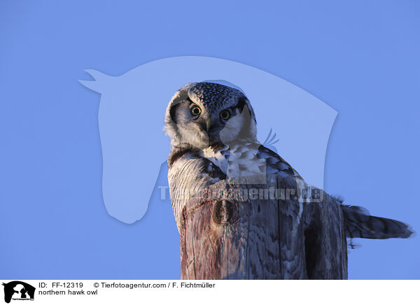 Sperbereule / northern hawk owl / FF-12319