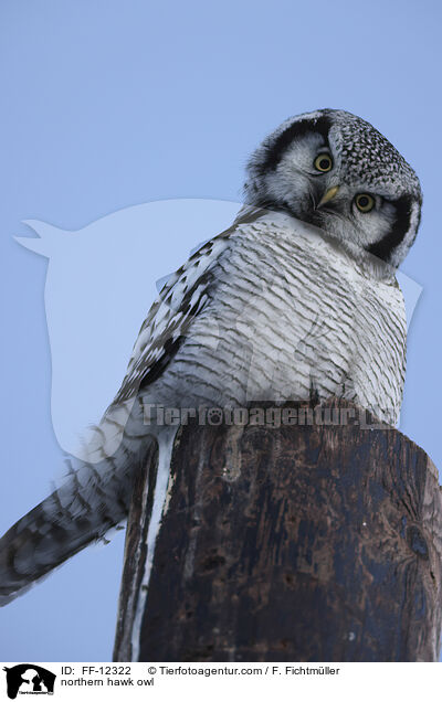 Sperbereule / northern hawk owl / FF-12322