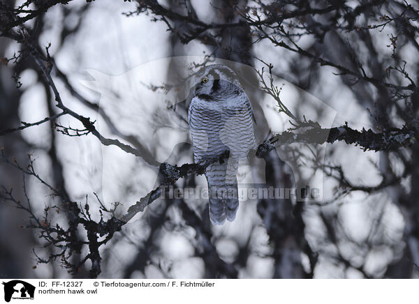 Sperbereule / northern hawk owl / FF-12327