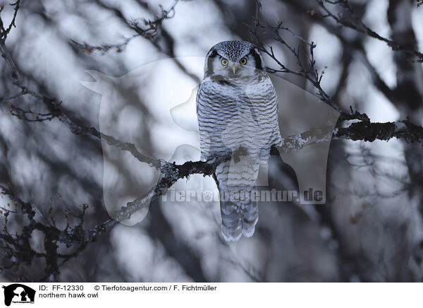 Sperbereule / northern hawk owl / FF-12330