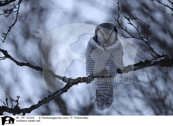 Sperbereule / northern hawk owl / FF-12332