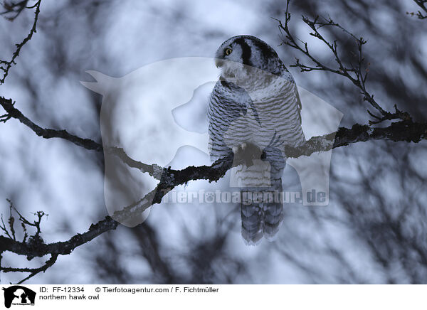 Sperbereule / northern hawk owl / FF-12334