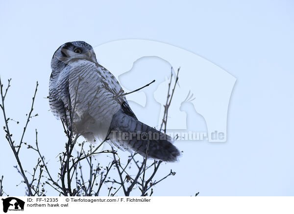 Sperbereule / northern hawk owl / FF-12335