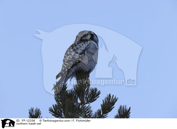 northern hawk owl / FF-12336