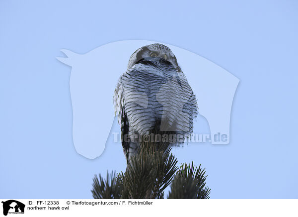 Sperbereule / northern hawk owl / FF-12338