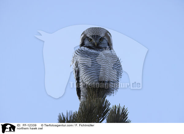 Sperbereule / northern hawk owl / FF-12339
