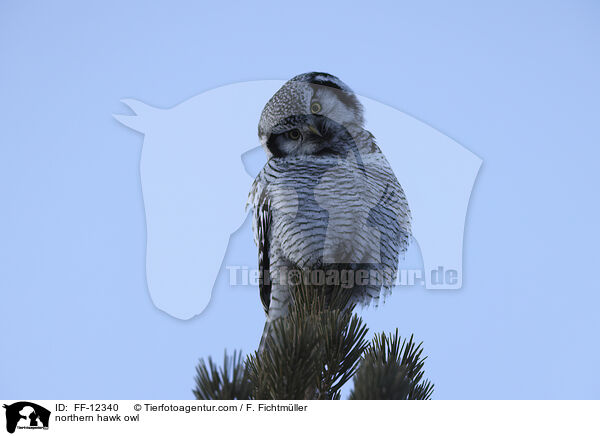 Sperbereule / northern hawk owl / FF-12340