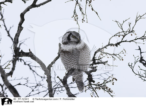 Sperbereule / northern hawk owl / FF-12341
