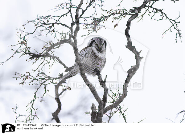 Sperbereule / northern hawk owl / FF-12342