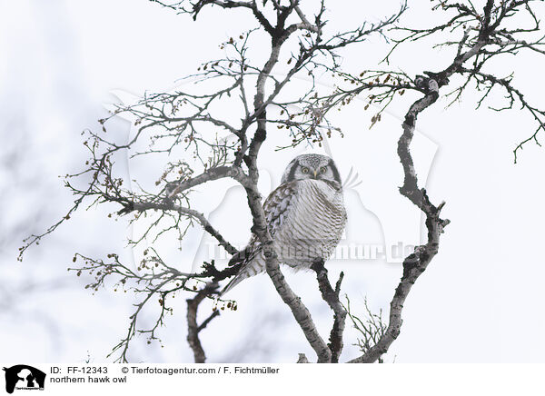northern hawk owl / FF-12343