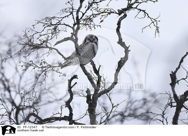 Sperbereule / northern hawk owl / FF-12347