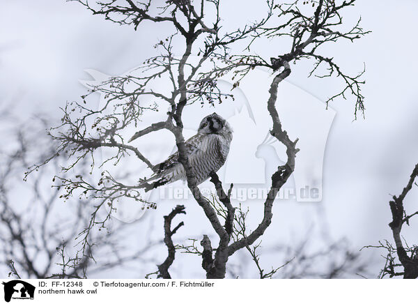Sperbereule / northern hawk owl / FF-12348