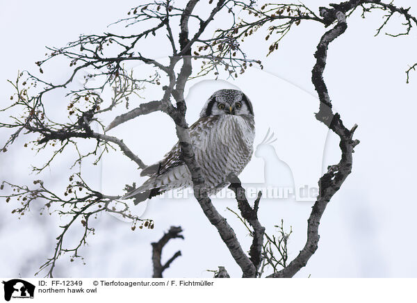 Sperbereule / northern hawk owl / FF-12349