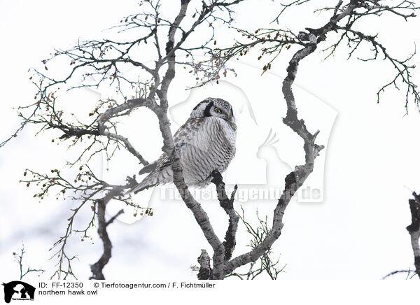 Sperbereule / northern hawk owl / FF-12350
