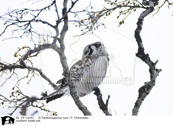 Sperbereule / northern hawk owl / FF-12351