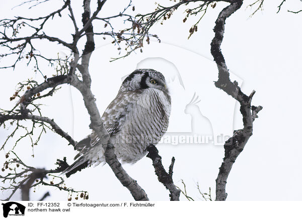 Sperbereule / northern hawk owl / FF-12352