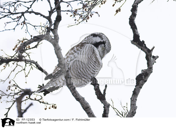 northern hawk owl / FF-12353