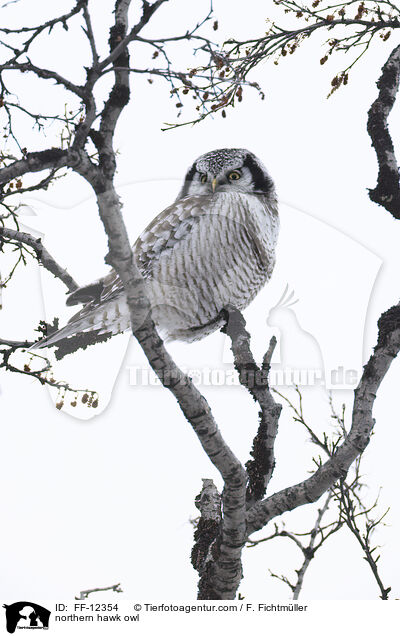 Sperbereule / northern hawk owl / FF-12354