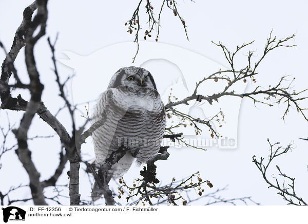 Sperbereule / northern hawk owl / FF-12356