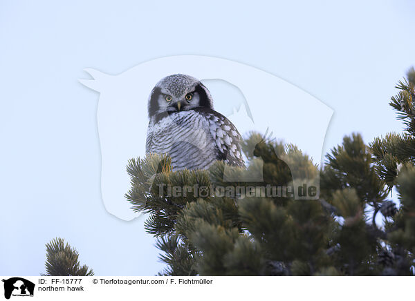 Sperbereule / northern hawk / FF-15777