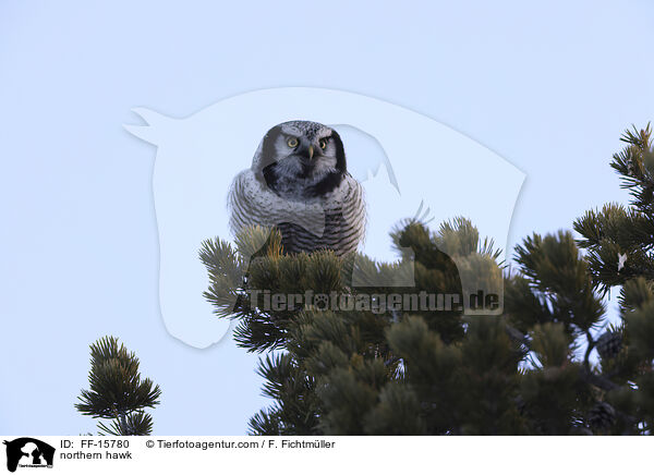 Sperbereule / northern hawk / FF-15780