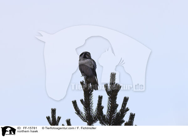 Sperbereule / northern hawk / FF-15781