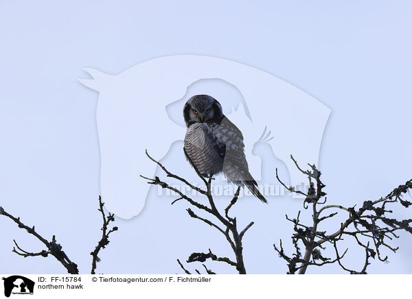 Sperbereule / northern hawk / FF-15784