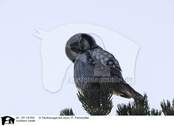 Sperbereule / northern hawk / FF-15785