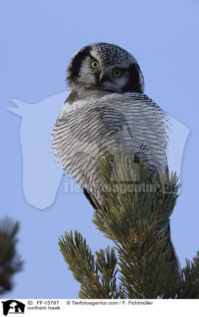 Sperbereule / northern hawk / FF-15787