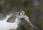 northern hawk owl