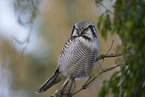 northern hawk owl