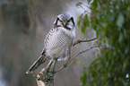 northern hawk owl