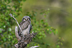 northern hawk owl