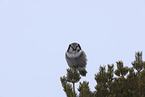 northern hawk owl