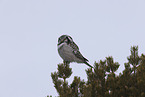 northern hawk owl