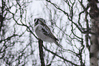 northern hawk owl