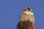 northern hawk owl