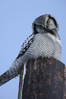 northern hawk owl